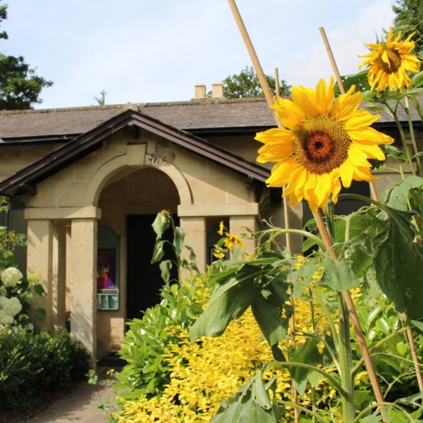 Sunflowers outside the The Gardener's Lodge
