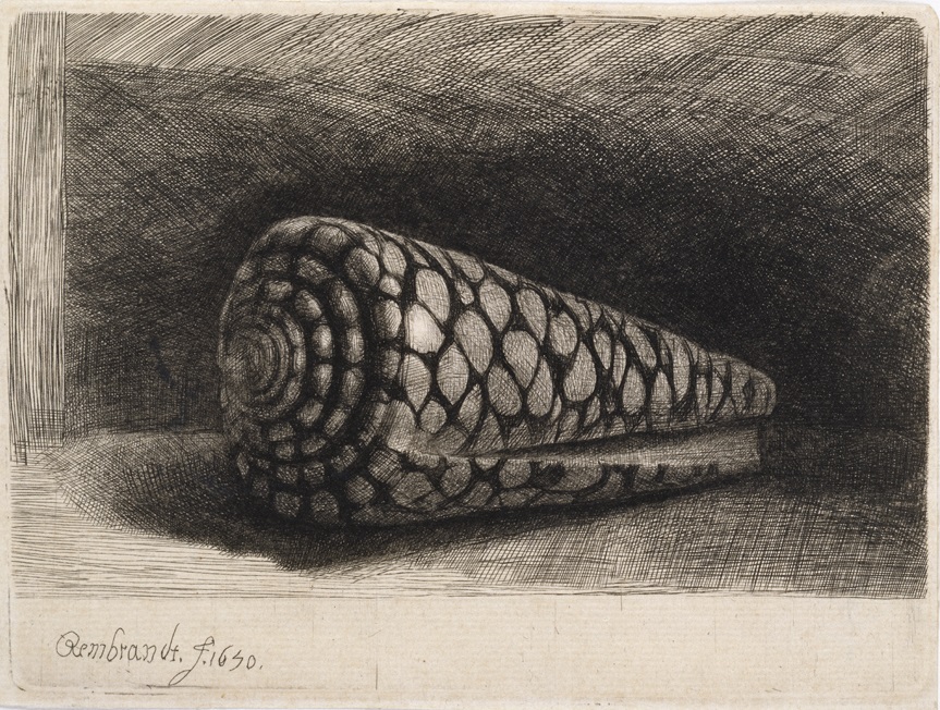 Rembrandt van Rijn, The Shell, 1650. Etching, engraving and drypoint on laid paper © Ashmolean Museum, University of Oxford